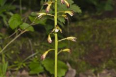 Putty-root, Aplectrum hyemale