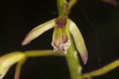 Putty-root, Aplectrum hyemale