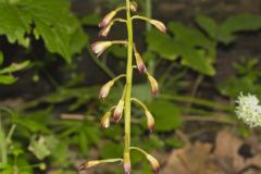 Putty-root, Aplectrum hyemale