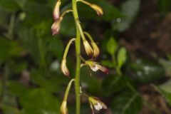 Putty-root, Aplectrum hyemale