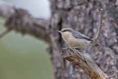 Pygmy Nuthatch, Sitta pygmaea
