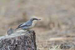 Pygmy Nuthatch, Sitta pygmaea