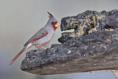 Pyrrhuloxia, Cardinalis sinuatus