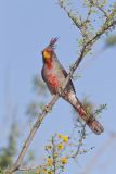 Pyrrhuloxia, Cardinalis sinuatus