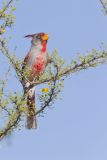 Pyrrhuloxia, Cardinalis sinuatus