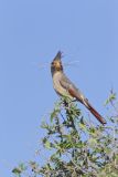 Pyrrhuloxia, Cardinalis sinuatus