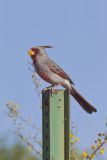 Pyrrhuloxia, Cardinalis sinuatus