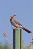 Pyrrhuloxia, Cardinalis sinuatus