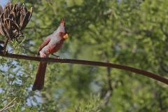 Pyrrhuloxia, Cardinalis sinuatus