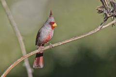 Pyrrhuloxia, Cardinalis sinuatus