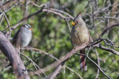Pyrrhuloxia, Cardinalis sinuatus