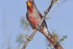 Pyrrhuloxia, Cardinalis sinuatus