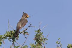 Pyrrhuloxia, Cardinalis sinuatus