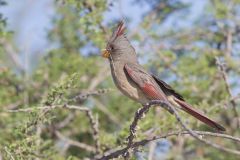 Pyrrhuloxia, Cardinalis sinuatus