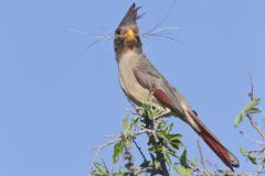 Pyrrhuloxia, Cardinalis sinuatus