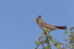 Pyrrhuloxia, Cardinalis sinuatus
