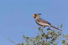 Pyrrhuloxia, Cardinalis sinuatus