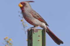 Pyrrhuloxia, Cardinalis sinuatus