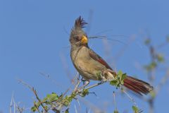 Pyrrhuloxia, Cardinalis sinuatus