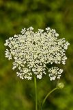 Queen Anne's Lace, Daucus carota