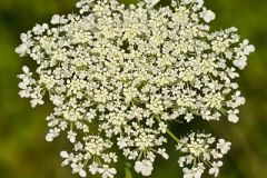 Queen Anne's Lace