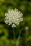Queen Anne's Lace, Daucus carota