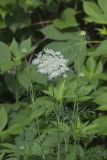 Queen Anne's Lace, Daucus carota