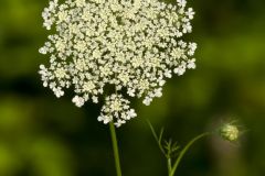 Queen Anne's Lace, Daucus carota