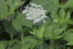 Queen Anne's Lace, Daucus carota