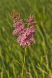 Queen-of-the-prairie, Filipendula rubra