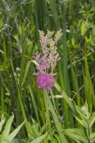 Queen-of-the-prairie, Filipendula rubra