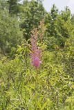 Queen-of-the-prairie, Filipendula rubra