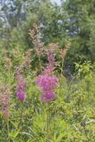 Queen-of-the-prairie, Filipendula rubra