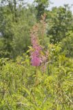Queen-of-the-prairie, Filipendula rubra