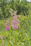 Queen-of-the-prairie, Filipendula rubra