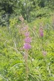 Queen-of-the-prairie, Filipendula rubra