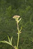 Queen-of-the-prairie, Filipendula rubra
