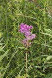 Queen-of-the-prairie, Filipendula rubra