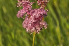 Queen-of-the-prairie, Filipendula rubra