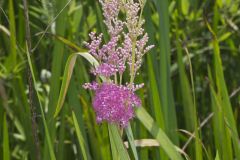 Queen-of-the-prairie, Filipendula rubra
