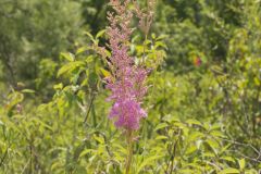 Queen-of-the-prairie, Filipendula rubra