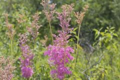 Queen-of-the-prairie, Filipendula rubra