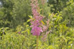 Queen-of-the-prairie, Filipendula rubra