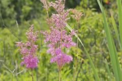 Queen-of-the-prairie, Filipendula rubra