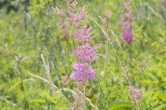 Queen-of-the-prairie, Filipendula rubra