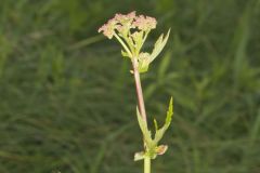 Queen-of-the-prairie, Filipendula rubra