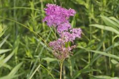Queen-of-the-prairie, Filipendula rubra Queen-of-the-prairie, Filipendula rubra