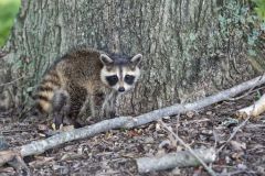 Raccoon, Procyon lotor