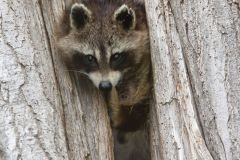 Raccoon, Procyon lotor