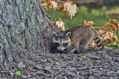 Raccoon, Procyon lotor